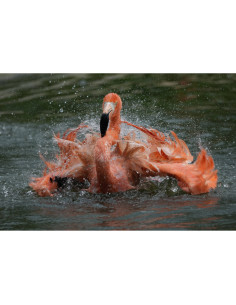 Un flamant rose secoue ses plumes dans l'eau, créant des éclaboussures captivante, capture au Sony FE 400-800mm f/6.3-8 G OSS Un flamant rose secoue ses plumes dans l'eau, créant des éclaboussures captivante, capture au Sony FE 400-800mm f/6.3-8 G OSS