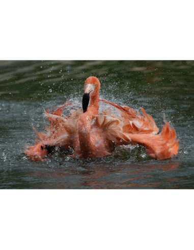 Sony FE 400-800mm f/6.3-8 G OSS|MCZ DIRECT