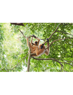 Deux gibbons suspendus à des branches dans une forêt verdoyante, capture au Sony FE 400-800mm f/6.3-8 G OSS Deux gibbons suspendus à des branches dans une forêt verdoyante, capture au Sony FE 400-800mm f/6.3-8 G OSS