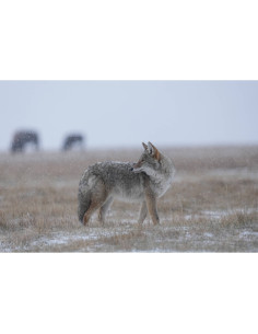 Un coyote dans un paysage enneigé avec des silhouettes d'animaux au fond, capture au Sony FE 400-800mm f/6.3-8 G OSS Un coyote dans un paysage enneigé avec des silhouettes d'animaux au fond, capture au Sony FE 400-800mm f/6.3-8 G OSS