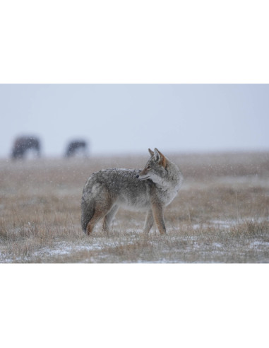 Sony FE 400-800mm f/6.3-8 G OSS|MCZ DIRECT