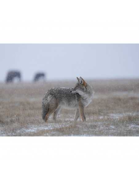Sony FE 400-800mm f/6.3-8 G OSS|MCZ DIRECT