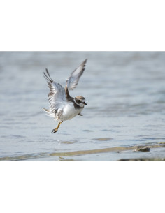 Un oiseau en vol au-dessus de l'eau, ambiance naturelle éclairée par le soleil, capture au Sony FE 400-800mm f/6.3-8 G OSS Un oiseau en vol au-dessus de l'eau, ambiance naturelle éclairée par le soleil, capture au Sony FE 400-800mm f/6.3-8 G OSS