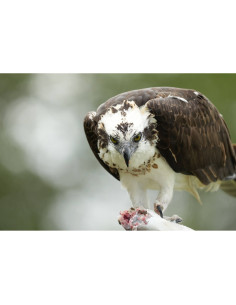 Un rapace avec une proie, au milieu d'un environnement naturel flou, capture au Sony FE 400-800mm f/6.3-8 G OSS Un rapace avec une proie, au milieu d'un environnement naturel flou, capture au Sony FE 400-800mm f/6.3-8 G OSS