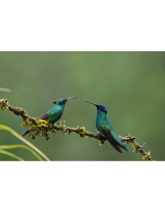 Deux colibris brillants posés sur une branche recouverte de mousse dans un enviro, capture au Sony FE 400-800mm f/6.3-8 G OSS Deux colibris brillants posés sur une branche recouverte de mousse dans un enviro, capture au Sony FE 400-800mm f/6.3-8 G OSS