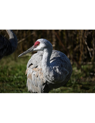 Appareil photo Nikon Z50 II + 3× 256GB