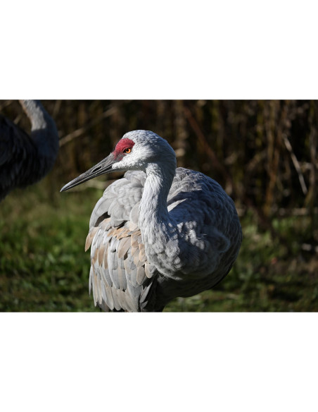 Appareil photo Nikon Z50 II + 512GB et 3 EN-EL25a