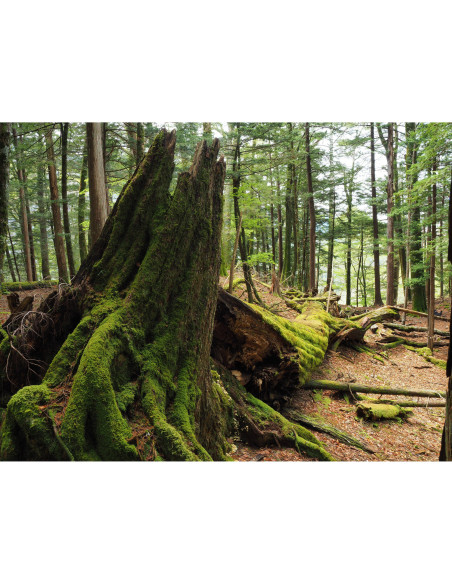 OM SYSTEM OM-5 Mark II Black + 2 SanDisk 128GB Extreme PRO UHS-II SDXC + OM System BLS-50 OM SYSTEM MIRRORLESS CAMERAS €1,403.00 MCZ DIRECT