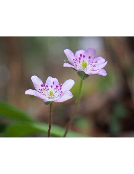 OM System OM-5 Mark II Silver – Appareil photo hybride