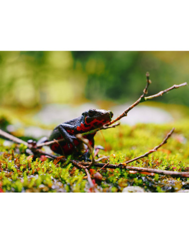 OM SYSTEM OM-5 Mark II Silver + 3 SanDisk 64GB Extreme PRO UHS-II SDXC + 3 OM System BLS-50 OM SYSTEM OM SYSTEM OM-5 Mark II Cuerpo 1.497,00 € MCZ DIRECT