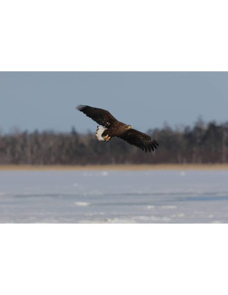 Canon EOS R7 Body Only - Mirrorless Camera