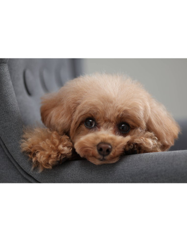 Canon EOS R10 boîtier nu - Appareil Photo Hybride APS-C