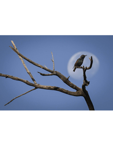 Nikon Z9 Cuerpo - Camara mirrorless|MCZ DIRECT