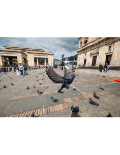 Une place animée avec des pigeons en vol et des personnes en arri, capture au Tamron 16-30mm f/2.8 Di III VXD G2 pour Nikon Z Une place animée avec des pigeons en vol et des personnes en arri, capture au Tamron 16-30mm f/2.8 Di III VXD G2 pour Nikon Z