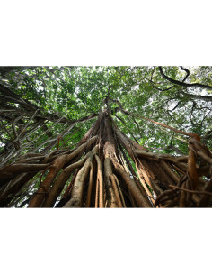 Un grand arbre avec des racines majestueuses, lumière filtrée par, capture au Tamron 16-30mm f/2.8 Di III VXD G2 pour Nikon Z Un grand arbre avec des racines majestueuses, lumière filtrée par, capture au Tamron 16-30mm f/2.8 Di III VXD G2 pour Nikon Z