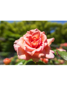 Rosa en un jardín con luz natural brillante y verde de fond, capturado con Tamron 16-30mm f/2.8 Di III VXD G2 montura Nikon Z Rosa en un jardín con luz natural brillante y verde de fond, capturado con Tamron 16-30mm f/2.8 Di III VXD G2 montura Nikon Z