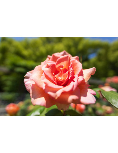 Tamron 16-30mm f/2.8 Di III VXD G2 for Nikon Z Mount|MCZ DIRECT