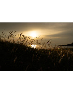 Atardecer con hierba y luz dorada, reflejo en el agua, capturado con Tamron 16-30mm f/2.8 Di III VXD G2 montura Nikon Z Atardecer con hierba y luz dorada, reflejo en el agua, capturado con Tamron 16-30mm f/2.8 Di III VXD G2 montura Nikon Z