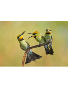 Trois oiseaux colorés perchés dans un environnement naturel flou, capture au Nikon Z8 - Appareil Hybride Plein Format