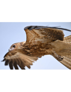 faucon en vol dans un ciel bleu, capture au Nikon Z8 - Appareil Hybride Plein Format