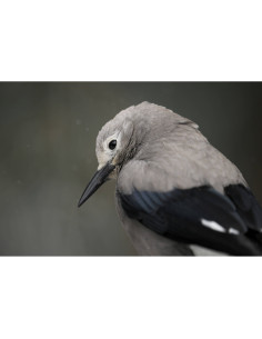 Un oiseau gris avec un fond flou et doux, capture au Nikon Z8 - Appareil Hybride Plein Format