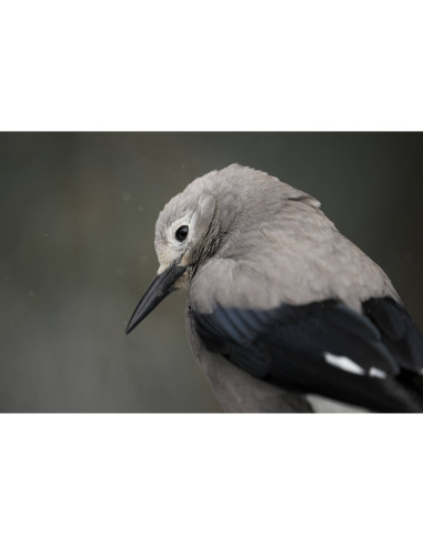 Nikon Z8 - Appareil Hybride Plein Format