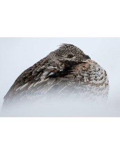 Un oiseau se détache doucement sur un fond flou, son plumage mélangé de, capture au Nikon Z8 - Appareil Hybride Plein Format