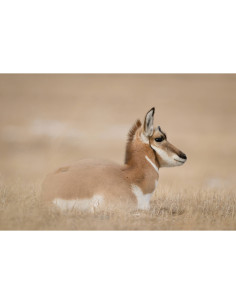 Antilope se reposant dans un environnement naturel sec et clair, capture au Nikon Z8 - Appareil Hybride Plein Format