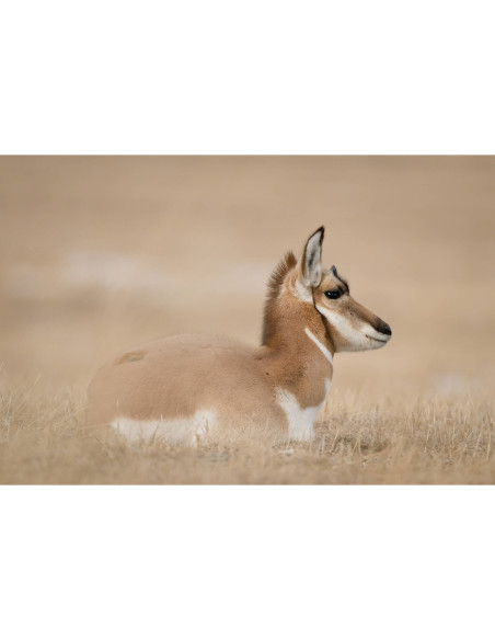 Nikon Z8 - Camara Mirrorless