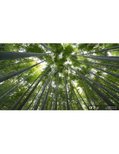 Tall bamboo stalks reaching towards the sky, captured with Sony FE 16mm f/1.8 G Tall bamboo stalks reaching towards the sky, captured with Sony FE 16mm f/1.8 G