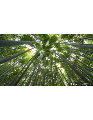 Objetivo Sony FE 16mm f/1.8 G – Ultra gran angular