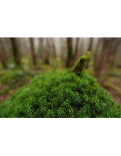 Green moss covering a tree stump in a misty forest setting, captured with Sony FE 16mm f/1.8 G Green moss covering a tree stump in a misty forest setting, captured with Sony FE 16mm f/1.8 G