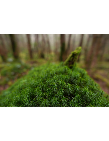 Objetivo Sony FE 16mm f/1.8 G – Ultra gran angular