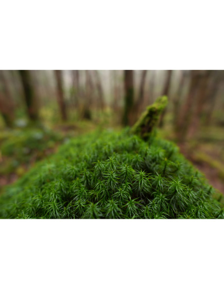 Sony FE 16mm f/1.8 G Lens – Ultra Wide & Fast