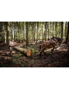 A horse pulls a log in a forest with a man guiding it, captured with Fujifilm XF 16-55mm f/2.8 R LM WR II A horse pulls a log in a forest with a man guiding it, captured with Fujifilm XF 16-55mm f/2.8 R LM WR II