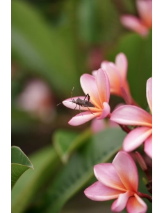 Macro shot of a bug on pink flowers in a vibrant green sett, captured with Tamron 35-150mm f/2-2.8 Di III VXD Lens for Nikon Macro shot of a bug on pink flowers in a vibrant green sett, captured with Tamron 35-150mm f/2-2.8 Di III VXD Lens for Nikon