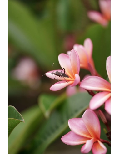 Comprar Tamron 35-150 mm f/2-2.8 Di III VXD Nikon Z