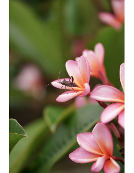 Comprar Tamron 35-150 mm f/2-2.8 Di III VXD Nikon Z