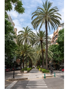 palm trees lining a city street under a bright sky, captured with Tamron 35-150mm f/2-2.8 Di III VXD Lens for Nikon palm trees lining a city street under a bright sky, captured with Tamron 35-150mm f/2-2.8 Di III VXD Lens for Nikon