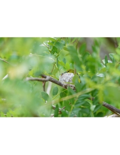 Un oiseau inconnu perché sur une branche entourée de feuillage verdoyant, capture au Sony Alpha 1 II