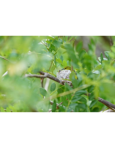 Sony Alpha 1 II – Cámara Profesional Full Frame