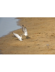 Deux oiseaux en plein vol au-dessus du sable près de l'eau, capture au Sony Alpha 1 II