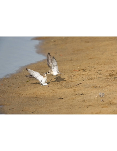 Sony Alpha 1 II – Professional Full Frame Camera