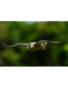 Un aigle en vol au-dessus d'un paysage verdoyant, capturant la liberté et la puissance de l'oisea, capture au Sony Alpha 1 II