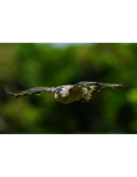 Sony Alpha 1 II – Cámara Profesional Full Frame