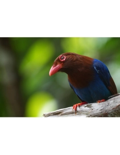 Un oiseau coloré sur une branche avec un fond flou de feuillage, capture au Sony Alpha 1 II