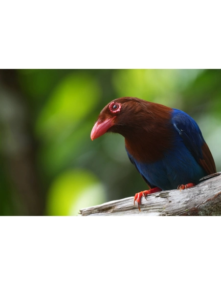 Sony Alpha 1 II – Cámara Profesional Full Frame