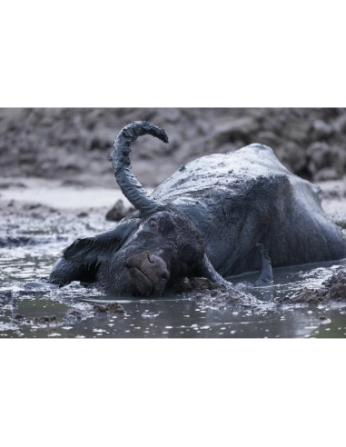 Sony Alpha 1 II – Professional Full Frame Camera