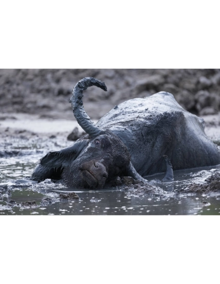 Sony Alpha 1 II – Appareil Hybride Professionnel