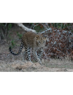 Un léopard se déplaçant avec grâce dans un environnement sauvage, entouré de végétation, capture au Sony Alpha 1 II